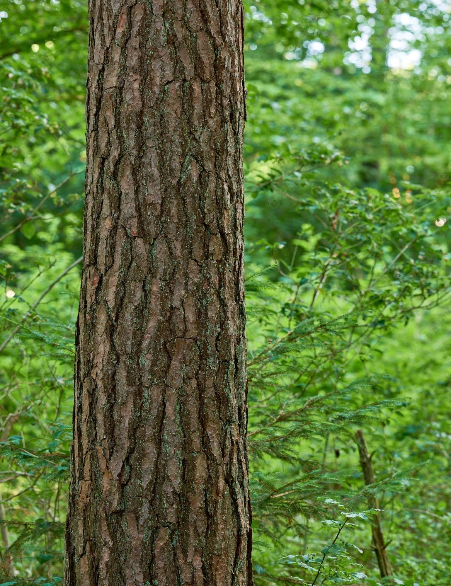 tronc arbre